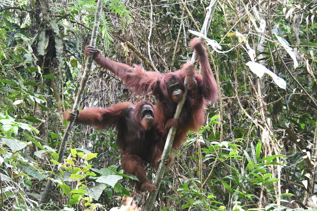Dua orangutan yang dilepasliarkan di TNBBBR, Kabupaten Katingan, Rabu (18/5/2022).