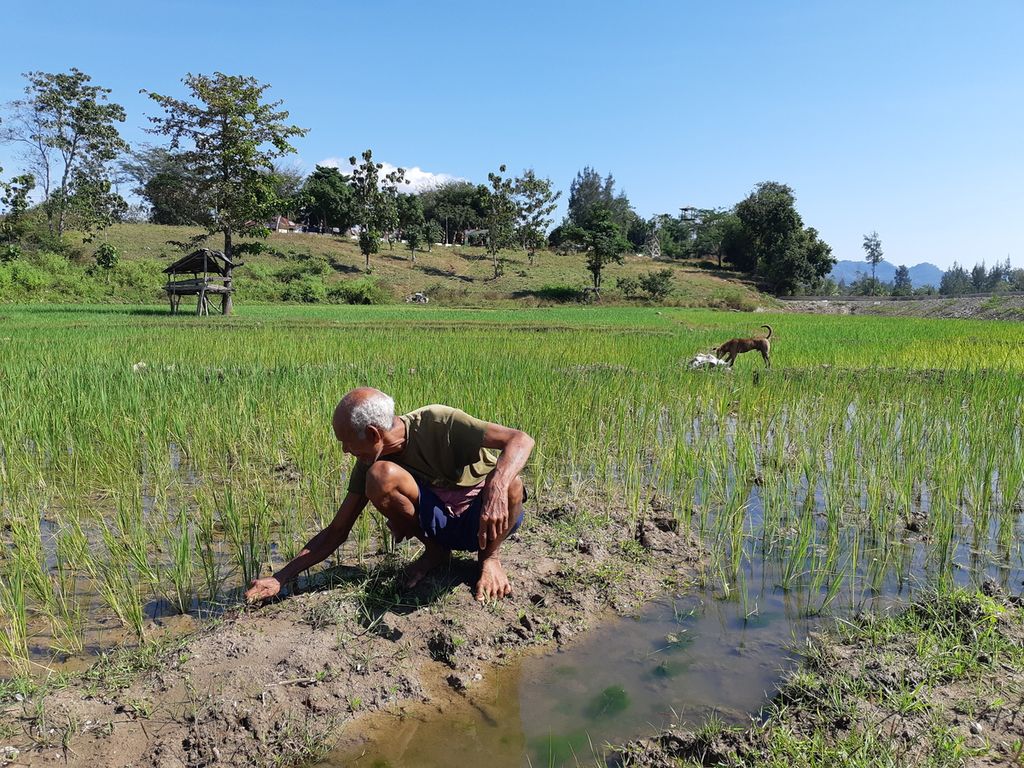 Warga bercocok tanam di Turiskain, Kabupaten Belu, NTT, dekat dengan garis perbatasan Timor Leste pada Jumat (8/7/2022). Daerah setempat subur dan mencukupi kebutuhan pangan sendiri.