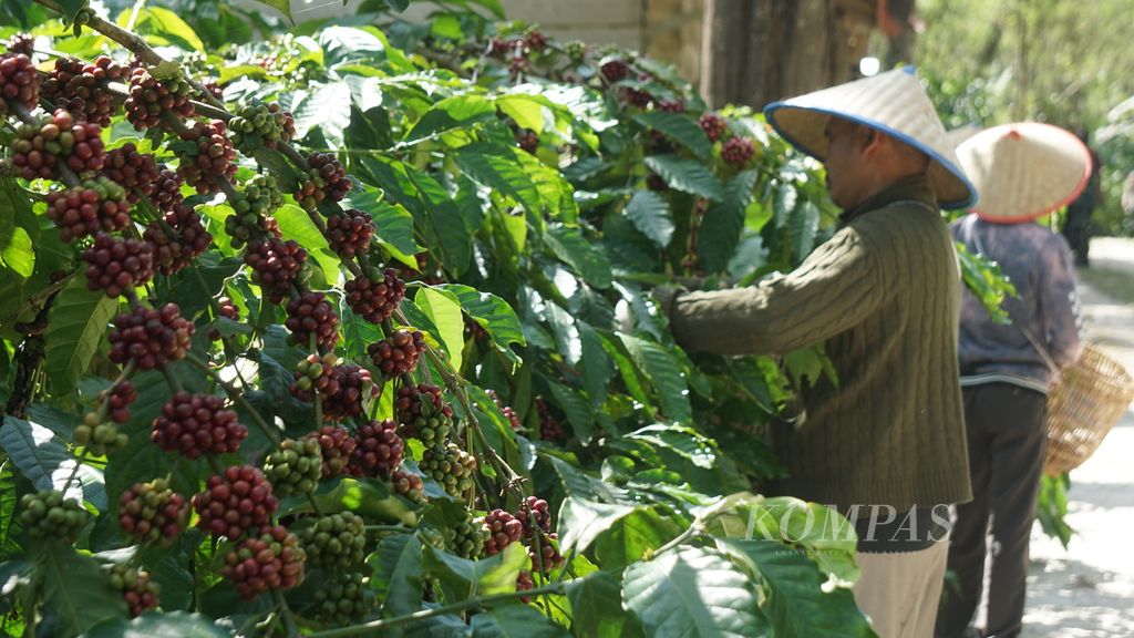 Para buruh panen memetik buah kopi di kebun milik Saprudin (67), petani kopi asal Pekon (Desa) Kembahang, Kecamatan Batu Brak, Kabupaten Lampung Barat, Lampung, Jumat (12/7/2024). 