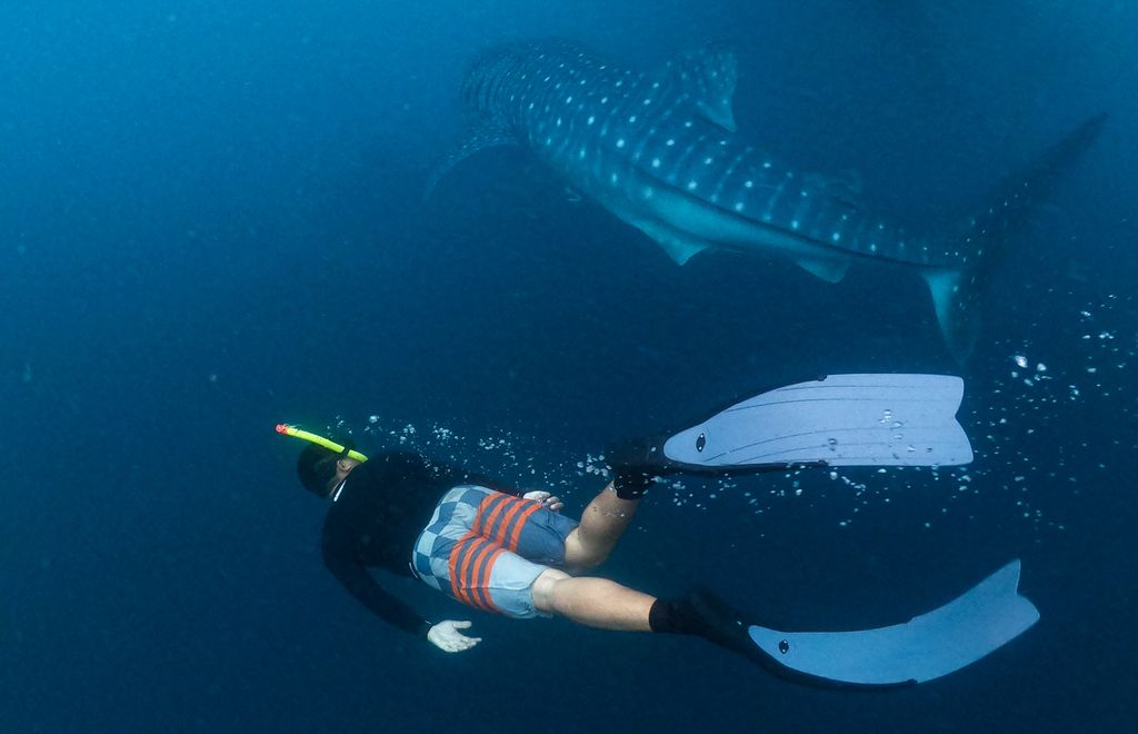 Wisatawan berenang bersama hiu paus di Teluk Saleh, Sumbawa, September 2021. Saat ini, wisata hiu paus itu semakin diminati wisatawan baik dalam maupun luar negeri.
