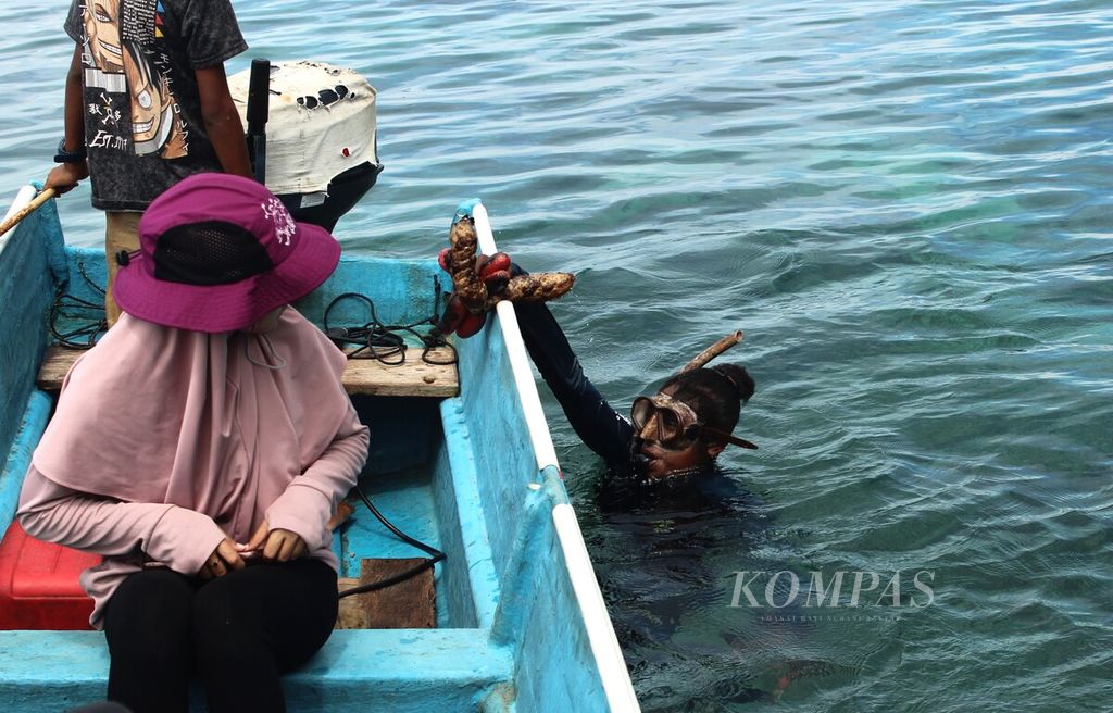 Yolanda Olivia Kacili (23) meletakkan teripang hasil tangkapannya ke perahu saat buka sasi laut di Kampung Kapatcol, Misool Barat, Kabupaten Raja Ampat, Papua Barat Daya, Senin (25/3/2024). Yolanda merupakan anggota Kelompok Perempuan Waifuna yang mengelola kawasan sasi seluas 213 hektar di perairan itu.