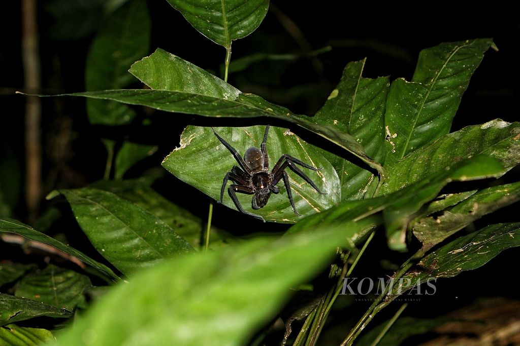 Seekor laba-laba bertengger di dedaunan di Hutan Lindung Sungai Wain, Kota Balikpapan, Kalimantan Timur, Sabtu (4/2/2023) malam.