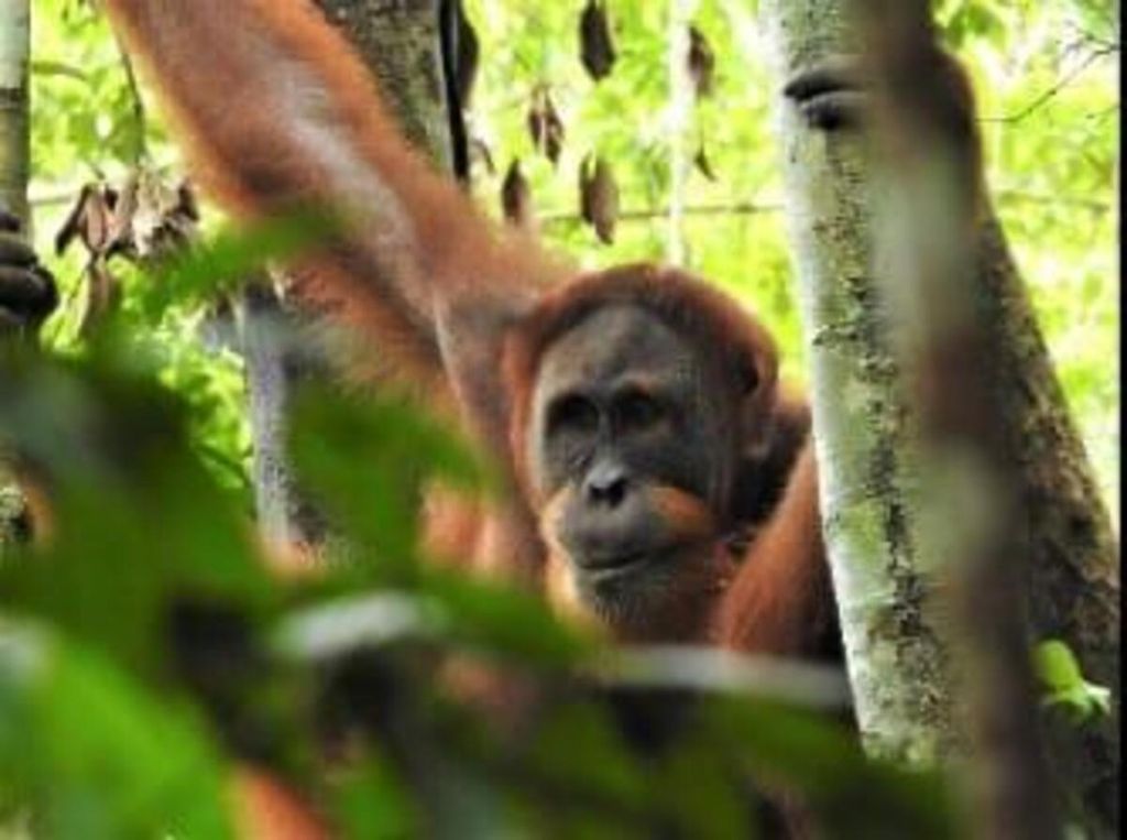 Sumatran orangutan (<i>Pongo abelii</i>) Sun Ghou Kong enjoys his new home in the Bukit Tigapuluh National Park in the Sungai Tulang area. His return to the wild is a moment to commemorate World Orangutan Day which coincides with Thursday, August 19 2021.