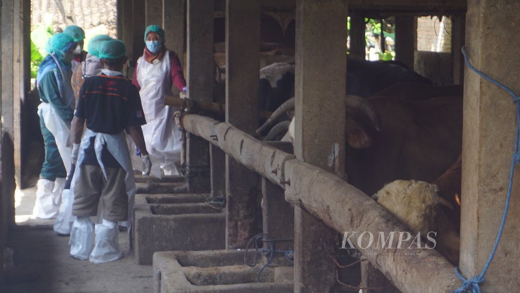 Para petugas kesehatan hewan bersiap mengecek kondisi ternak yang sakit di Kecamatan Mojosongo, Kabupaten Boyolali, Jateng, Jumat (13/5/2022). Gerak cepat penanganan di daerah tersebut membuat kondisi penularan bisa ditekan. Peternak punya kesadaran melaporkan gejala yang dialami ternak-ternaknya.