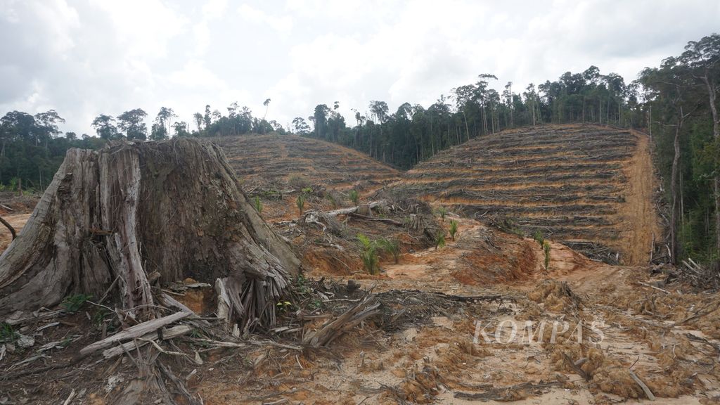 Hutan di Desa Kinipan, Kabupaten Lamandau, Kalimantan Tengah, yang dibuka oleh salah satu perusahaan kelapa sawit pada Januari 2019. Di desa ini, masyarakat tidak bisa hidup aman karena terus berkonflik dengan perusahaan dalam mempertahankan lahan milik nenek moyang mereka.