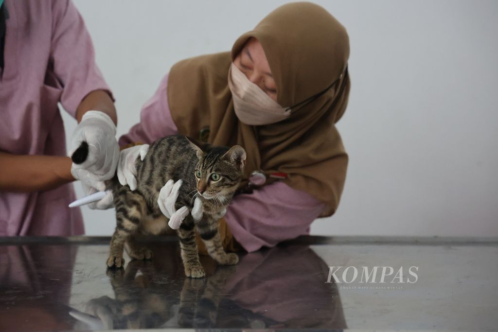 Petugas medis mengukur suhu kucing yang akan mendapat suntikan vaksin rabies di Poliklinik Hewan Kota Yogyakarta, Giwangan, Yogyakarta, Kamis (16/2/2023). 