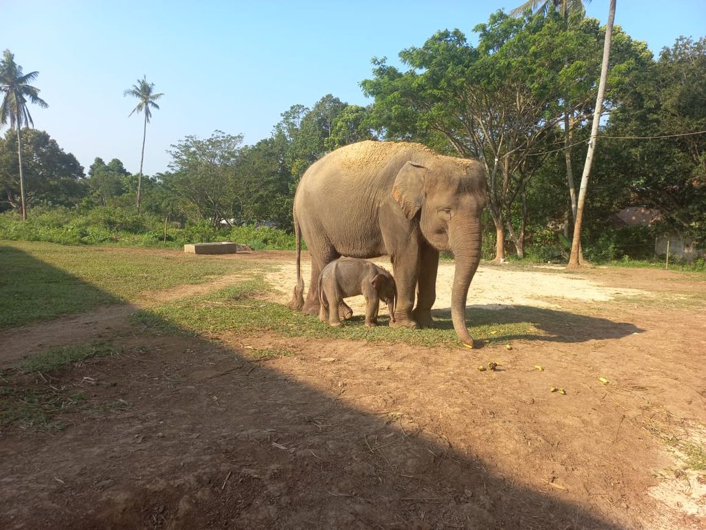Seekor bayi gajah sumatera lahir di Lembaga Konservasi Taman Satwa Lembah Hijau, Bandar Lampung, Minggu (7/8/2022). Bayi gajah jantan ini merupakan gajah pertama yang lahir di luar habitat aslinya atau eksitu.