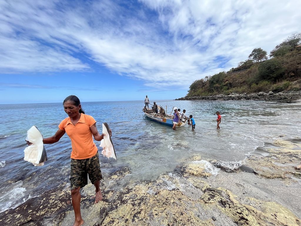 Nelayan dari Desa Lamalera A, Kecamatan Wulandoni, Kabupaten Lembata, Nusa Tenggara Timur, menurunkan potongan ikan mola-mola (sunfish), Jumat (11/8/2023). . 
