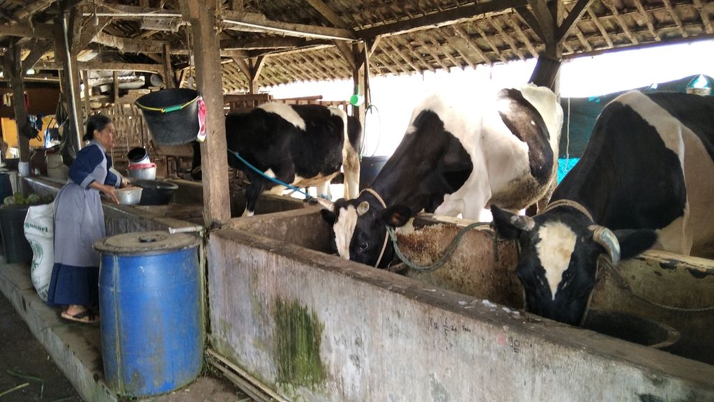 Nasupah (59), salah satu peternak di Dusun Maron, Desa Pujonlor, Kecamatan Pujon, Kabupaten Malang, Jawa Timur, memberi makan sapi perahnya, Minggu (10/5/2021). Pujon merupakan salah satu sentra sapi perah di Kabupaten Malang.