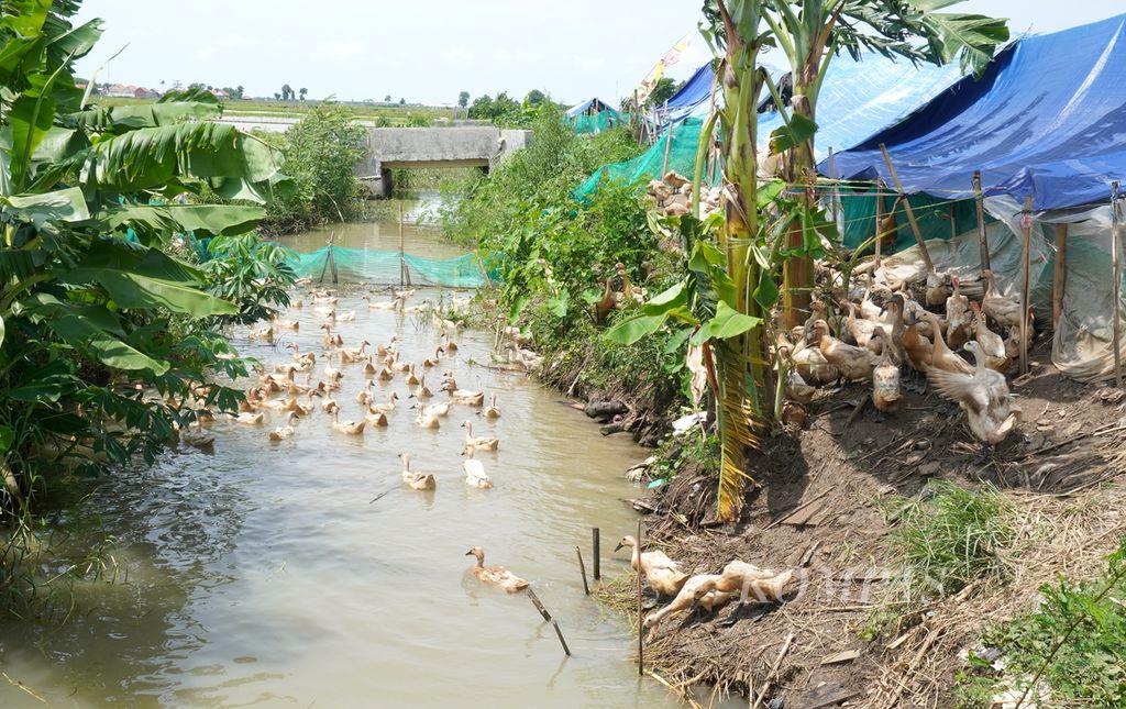 Suasana peternakan itik di Kecamatan Brebes, Kabupaten Brebes, Jawa Tengah, Sabtu (29/2/2020). Telur di peternakan ini didistribusikan kepada sejumlah pengusaha telur asin di Brebes dan sekitarnya.