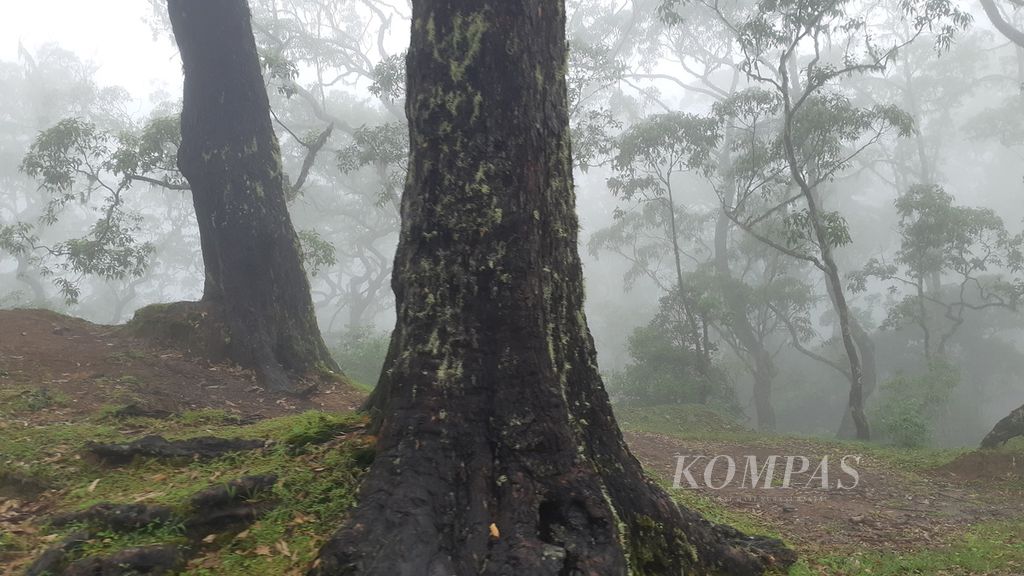 Batang pohon eukaliptus di dalam Cagar Alam Gunung Mutis di Fatumnasi, Kabupaten Timor Tengah Selatan, NTT, Rabu (15/6/2022). Cagar alam itu seluas 12.000 hektar.