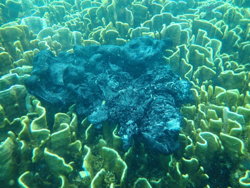 Paparan aspal tampak mencemari terumbu karang di perairan Nias Utara, Sumatera Utara, Selasa (14/3/2023). Sudah sebulan kapal bermuatan 3.595 ton aspal kandas dan menumpahkan aspal di Nias Utara. Ekosistem laut terancam rusak permanen. 