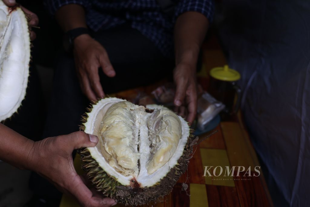 Pedagang menghidangkan durian kepada pembeli di salah satu pengepul durian di Dusun Kedungrejo, Desa Kaliharjo, Kaligesing, Purworejo, Jawa Tengah, Rabu (25/1/2023). 