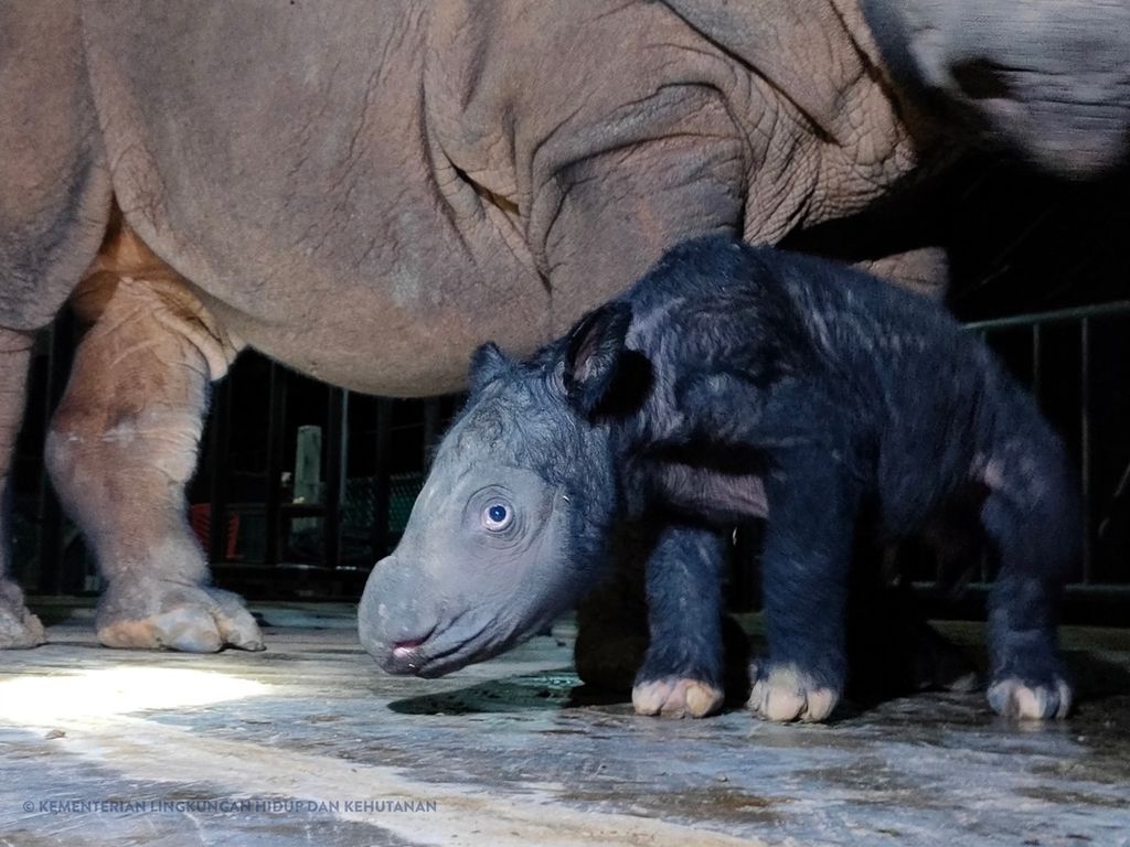 Seekor anak badak berjenis kelamin jantan lahir di Suaka Rhino Sumatera Taman Nasional Way Kambas, Lampung Timur, Lampung, Sabtu (25/11/2023). Bayi badak itu adalah hasil perkawinan antara badak betina Delilah dan badak jantan Harapan. 