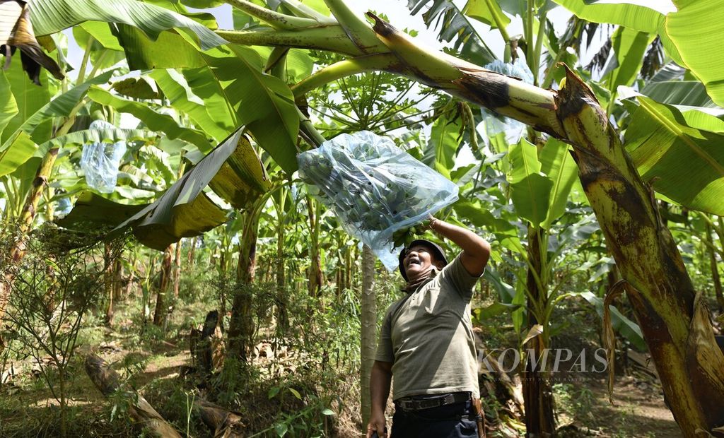 Petani menunjukkan pisang mas di salah satu kebun di Kecamatan Sumberejo, Kabupaten Tanggamus, Lampung, pertengahan Juni 2021.