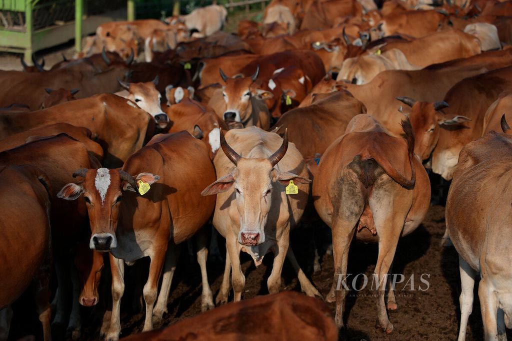 Ternak sapi jabres saat mereka pulang ke kandangnya setelah mencari makan di ladang penggembalaan di Dusun Maribaya, Desa Kalinusu, Kecamatan Bumiayu, Kabupaten Brebes, Jawa Tengah, Rabu (31/5/2023).