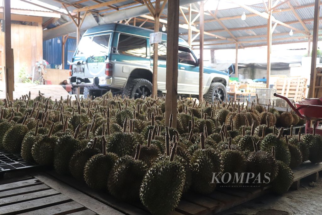 Tampak durian di tempat usaha milik Teguh Ferianto di Palu, Sulteng, Rabu (27/7/2022). Durian tersebut dikirim ke perusahaan pengolahan di Pulau Jawa dan Sumatera dengan jasa logistik peti kemas.