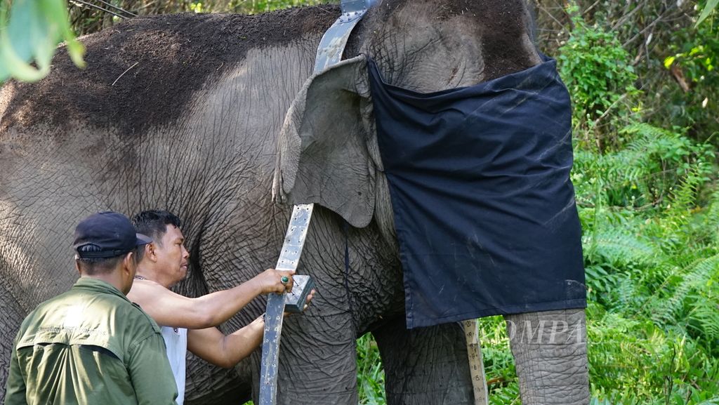 Petugas dari Balai Konservasi Sumber Daya Alam Sumatera Selatan dan Perkumpulan Jejaring Hutan Satwa sedang memasang kalung GPS pada salah satu gajah sumatera liar di Kecamatan Air Sugihan, Kabupaten Ogan Komering Ilir, Sumatera Selatan, Jumat (13/5/2022). 