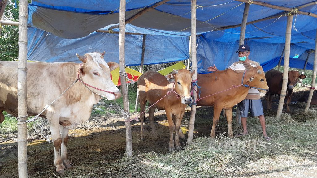 Penjual hewan kurban di Sidoarjo memijat punggung sapinya sebagai terapi healing agar tidak stress saat beradaptasi dengan lingkungan baru, Senin (27/6/2022). Penjualan hewan kurban diatur hanya di 29 titik dan diawasi ketat untuk mencegah penularan PMK 