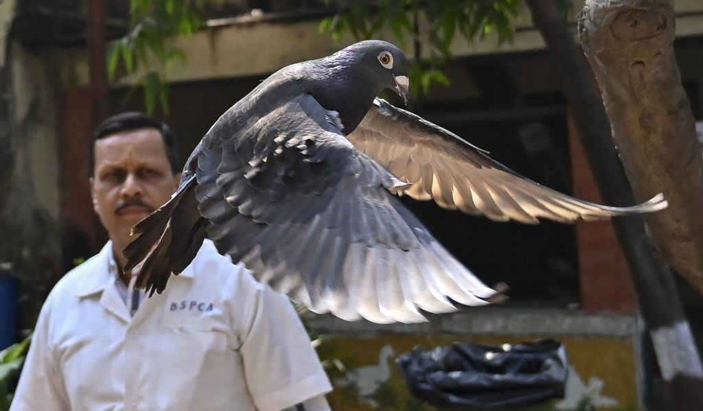 Merpati yang dituding alat intelijen China dibebaskan dari rumah sakit hewan Mumbai, India, Selasa (30/1/2024). Tuduhan jadi alat mata-mata membuat burung itu dikurung delapan bulan. 