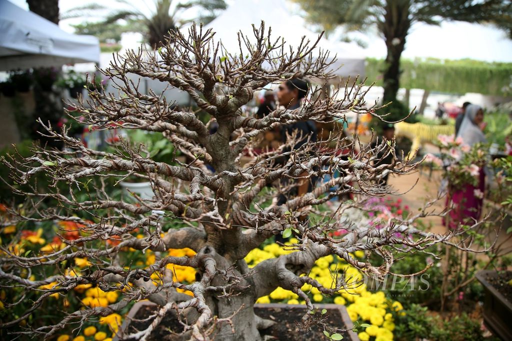 Beragam jenis bonsai dipamerkan dalam Pameran Keanekaragaman Hayati Nusantara di Lapangan Banteng, Jakarta, Minggu (10/11/2019). 