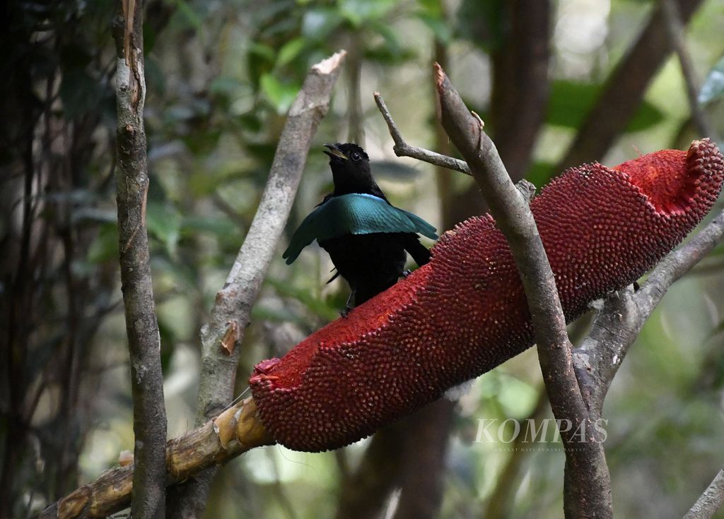 Burung <i>vogelkop superb bird-of-paradise</i> (<i>Lophorina niedda</i>), 12 April 2021 di Papua Barat. 