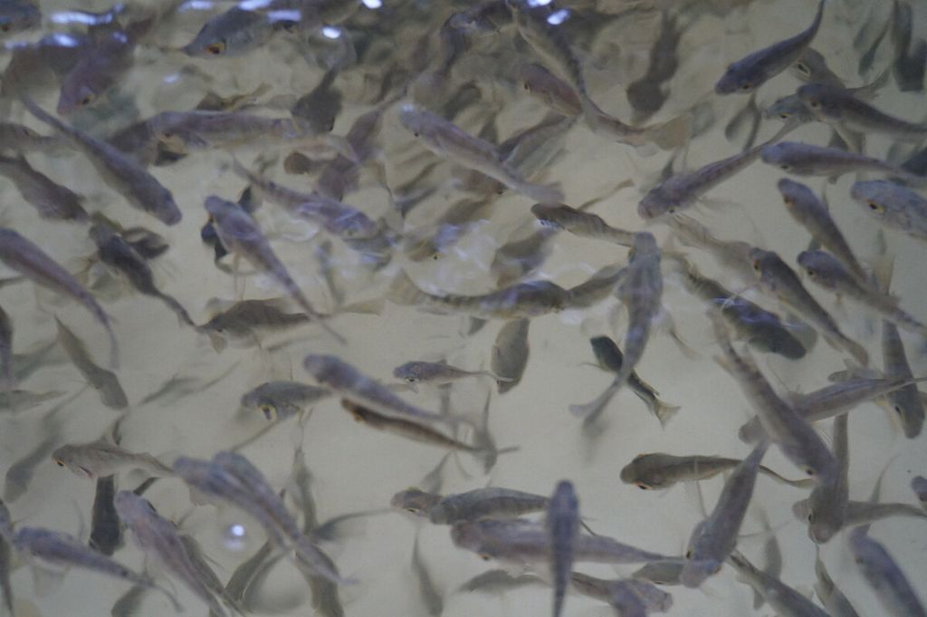 Nile tilapia seeds were cultivated in the ponds of the Freshwater Aquaculture Development Center in Tatelu, North Minahasa, North Sulawesi on Tuesday (18/2/2020). The government will encourage the development of independent feed to reduce feed prices and develop superior seeds to promote the development of freshwater aquaculture industries.