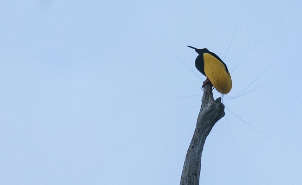  A 12-wired bird of paradise (<i>Seleucidis melanoleucus</i>), locally called cenderawasih matawire, perches atop a leafless bough in Rhepang Muaif forest of Nimbokrang district, Jayapura regency, Papua, Wednesday (24/11/2021).