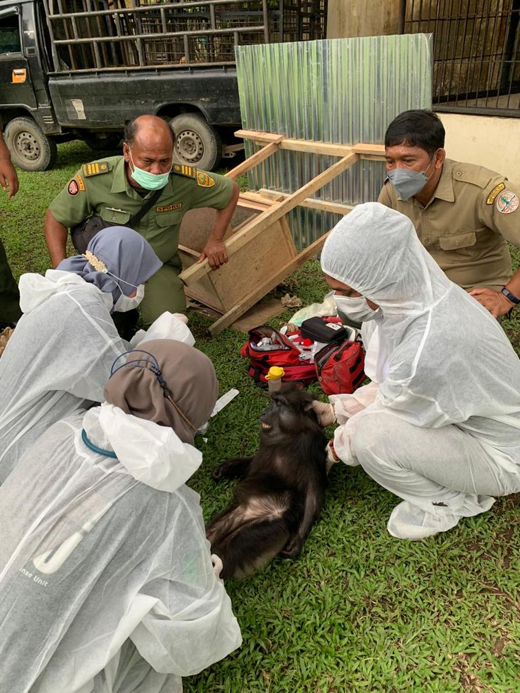 Monyet hitam sulawesi saat dievakuasi dari rumah pribadi Bupati Langkat, Selasa, (26/1/2022).