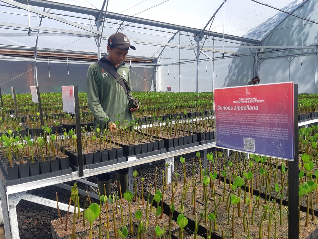 Petugas mengecek bibit mangrove di dalam tempat penyemaian Taman Hutan Raya Ngurah Rai, Badung, Bali, Kamis (8/12/2022). Kawasan hutan mangrove itu menjadi salah satu lokasi yang dikunjungi para pemimpin G20 pada Rabu (16/11) lalu. Setelah G20, pemerintah menargetkan penyemaian 6 juta bibit.