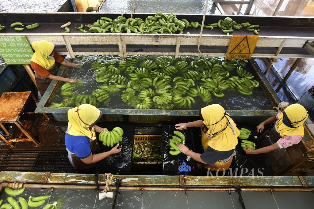 Pekerja menyortir pisang cavendish yang baru diturunkan dari truk pengangkut di rumah pengemasan pisang PT Great Giant Pinneapple (GGP), Lampung Tengah, Lampung, Rabu (16/6/2021). Pasar ekspor pisang, antara lain Singapura, Korea Selatan, China, Turki dan Timur Tengah. 