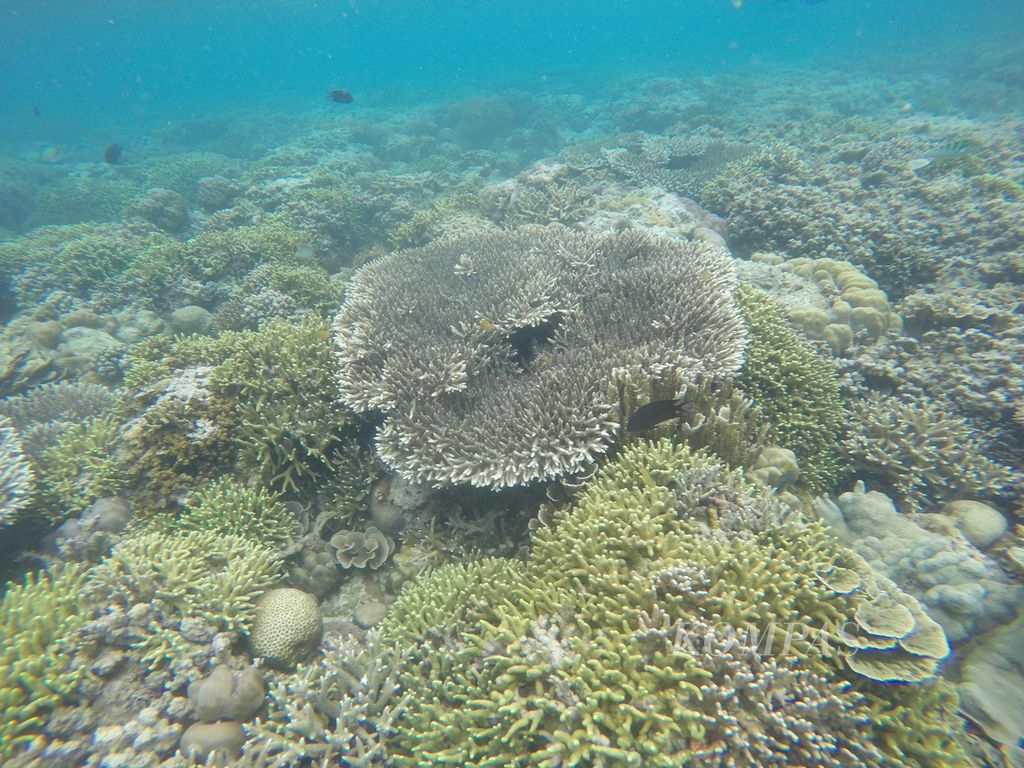 Aneka terumbu karang tampak di perairan dangkal Bunaken, Manado, Sulawesi Utara, Senin (14/2/2022).