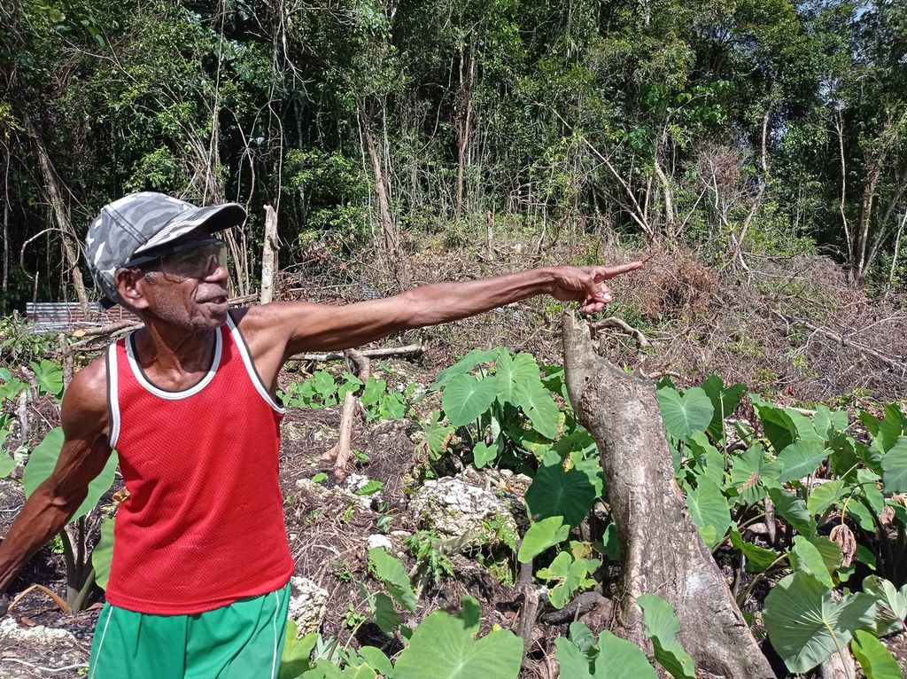 Dortinus Kondologit (79) petani tengah memeriksa tanaman dan pagar di kebunnya di Distrik Ayamaru Tengah, Maybrat, Papua Barat, Rabu (13/7/2022).