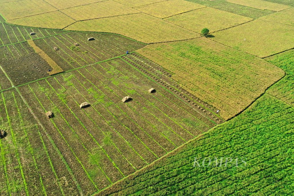 Areal persawahan yang siap panen padi Inpari 32 di Desa Sarimukti, Kecamatan Cibitung, Kabupaten Bekasi, Jawa Barat, Jumat (26/4/2024). Gabah kering panen (GKP) varietas Inpari 32 dijual petani Rp 4.000-Rp 5.000 per kilogram (kg), tergantung kualitasnya. Harga tersebut di bawah harga pembelian pemerintah GKP sementara Rp 6.000 per kg.