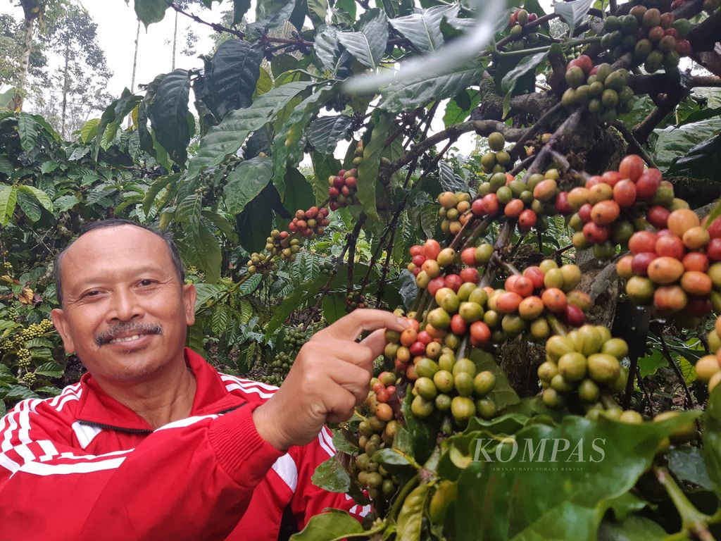 Imam Rosadi (53), petani asal Kecamatan Sekincau, Kabupaten Lampung Barat, Lampung. 