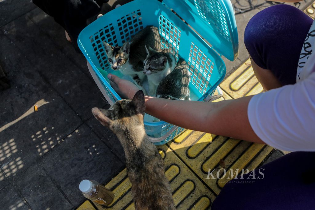 Tiga anak kucing dimasukan ke dalam keranjang setelah ditangkap di kawasan Gondangdia, Jakarta, Sabtu (8/7/2023). 