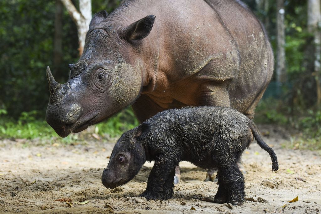 Badak sumatera, Rosa, bersama anaknya di Suaka Rhino Sumatera Taman Nasional Way Kambas, Lampung. Induk badak ini melahirkan bayi betina tersebut pada 24 Maret 2022.