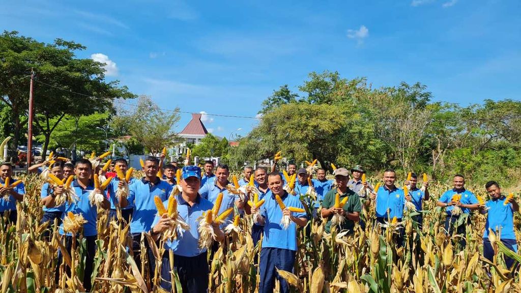 Kegiatan panen jagung di lahan <i>smart farming</i> Lanud El Tari Kupang pada Oktober 2023.