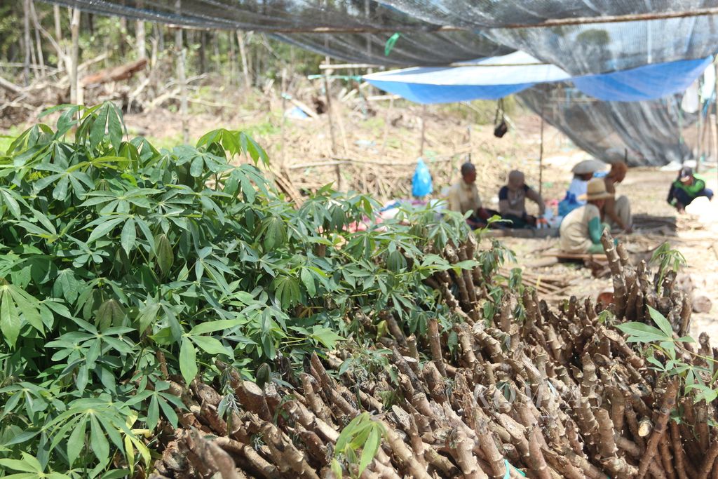 Para pekerja menyiapkan bibit singkong di Desa Tewai Baru, Kabupaten Gunung Mas, Kalimantan Tengah, Sabtu (6/3/2021). Ribuan batang singkong sudah ditanam di lokasi yang merupakan program cadangan logistik.