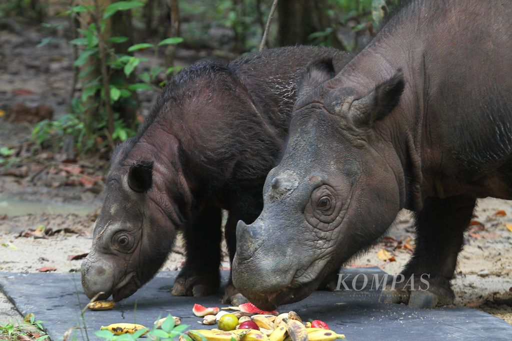 Bayi badak betina bernama Delilah menyantap buah-buahan bersama induknya Ratu di Sumatera Rhino Sanctuary, Taman Nasional Way Kambas, Lampung, Kamis (27/7/2017). Di tempat sama sebelumnya lahir pula badak yang lalu diberi nama Andatu pada tahun 2012.