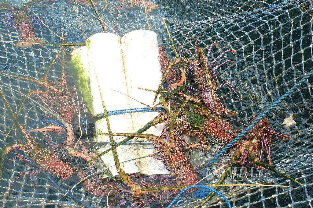 Lobster hasil budidaya keramba jaring apung di atas Teluk Ambon, Maluku, Jumat (8/9/2023). Dari keramba itu, pengunjung dapat memilih aneka jenis ikan segar untuk diolah di tempat makan yang juga dikelola Kelompok Perikanan Lalosi. 