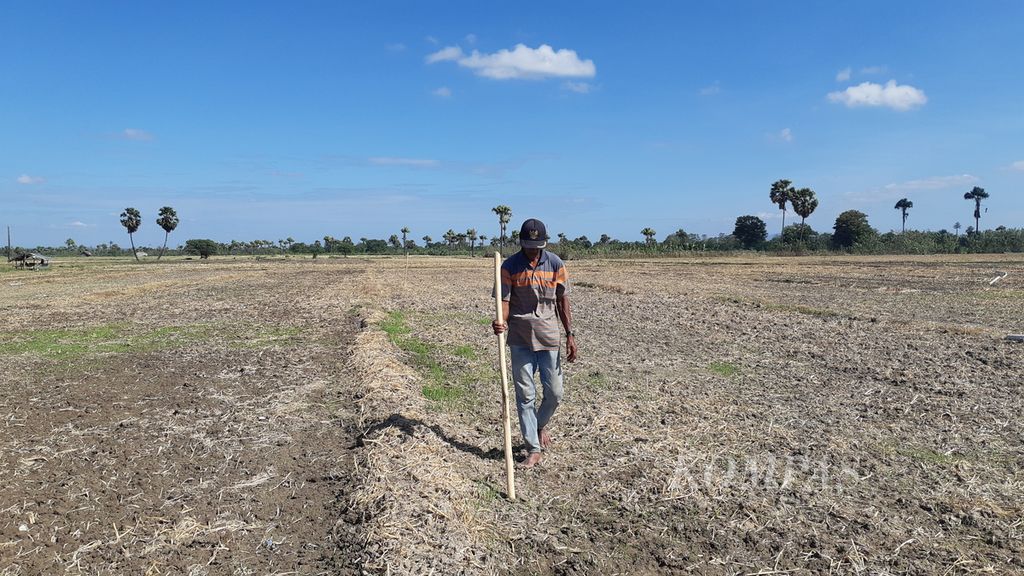 Petani di Desa Manusak, Kecamatan Kupang Timur, Kabupaten Kupang, Nusa Tenggara Timur, menanam jagung. Seperti pada Kamis (8/7/2021), sebagian petani sedang menyiapkan lahan dan sebagian lagi sudah menanam. Air yang digunakan itu berasal dari Bendungan Raknamo.