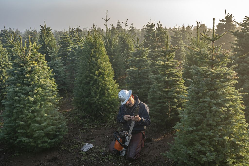 Isidro Miranda mengasah gigi gergaji mesinnya sebelum memanen pohon natal di Noble Mountain, Salem, Oregon, Amerika Serikat, Jumat (20/11/2020). Noble Mountain adalah salah satu perkebunan pohon Natal terbesar di dunia yang memanen sekitar 500.000 pohon per musim.
