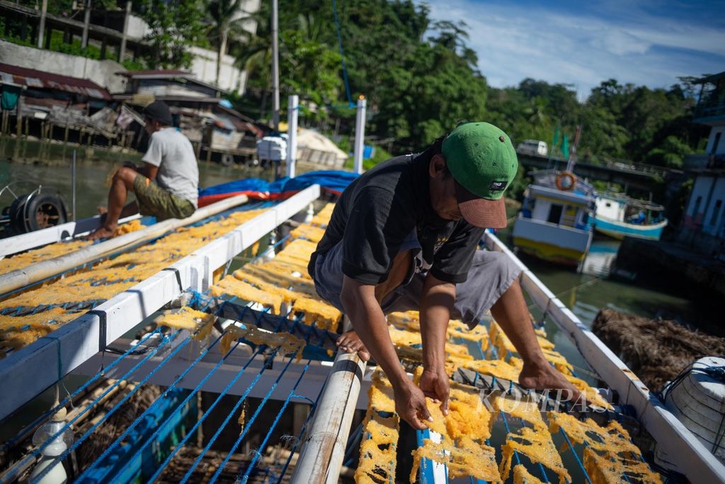 Nelayan menjemur telur ikan terbang di tali yang dibentangkan di atas kapal mereka yang berlabuh di Fakfak, Papua Barat, Sabtu (24/6/2023). Satu kilogram telur ikan terbang dijual seharga Rp 750.000.