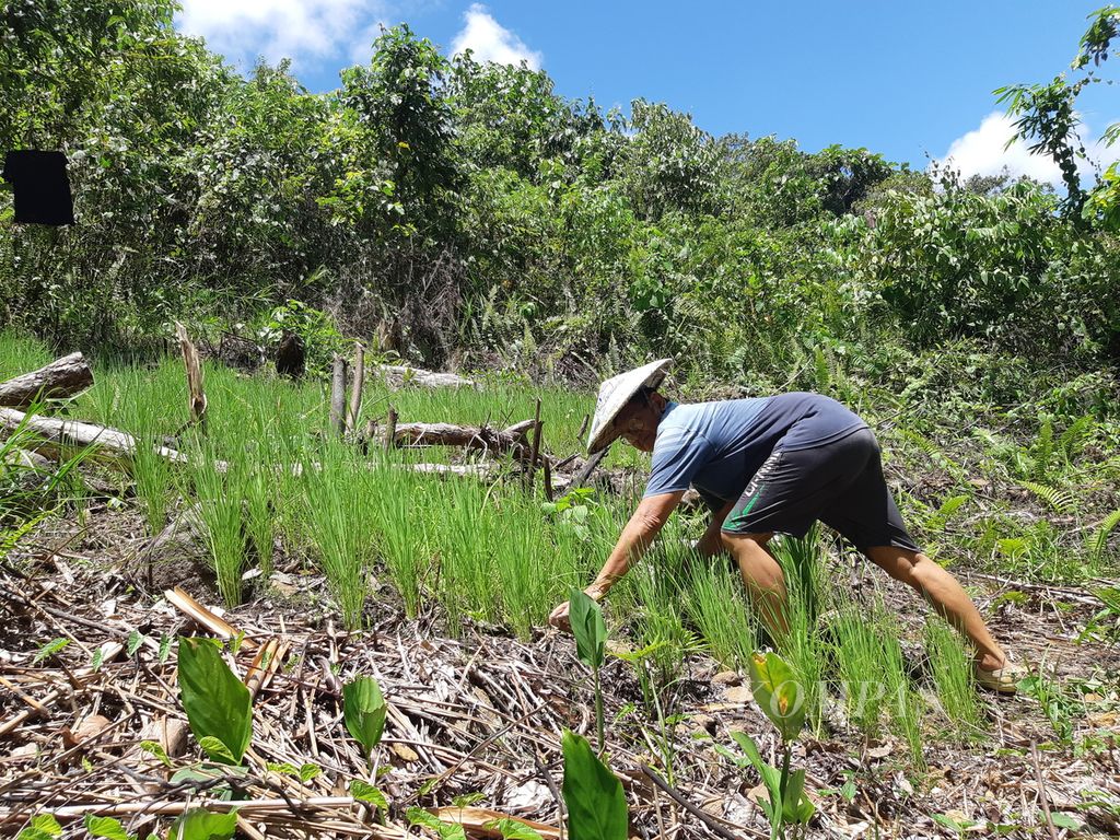 Ajang Jalung (67) mencabut hama rumput di sekitar padi gunung yang ia tanam di Desa Long Peleban, Kecamatan Peso, Kabupaten Bulungan, Kalimantan Utara, Senin (23/10/2023).