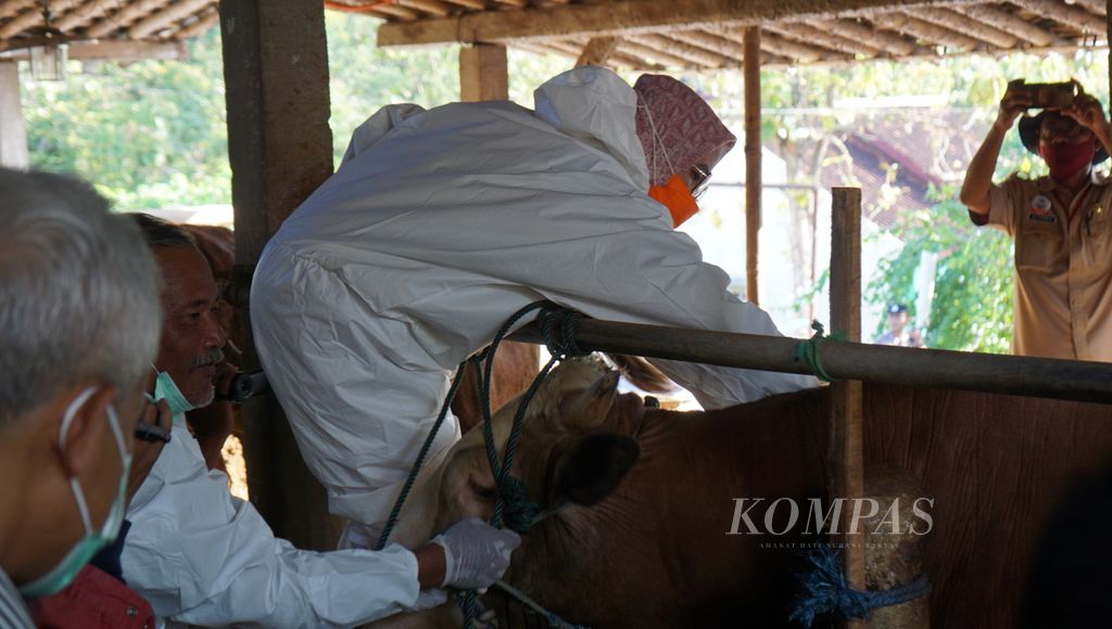 Petugas tengah memvaksinasi ternak milik warga, di Desa Karanganyar, Kecamatan Weru, Kabupaten Sukoharjo, Jateng, Selasa (11/7/2023). Vaksinasi ternak itu diawasi langsung oleh Gubernur Jateng Ganjar Pranowo.