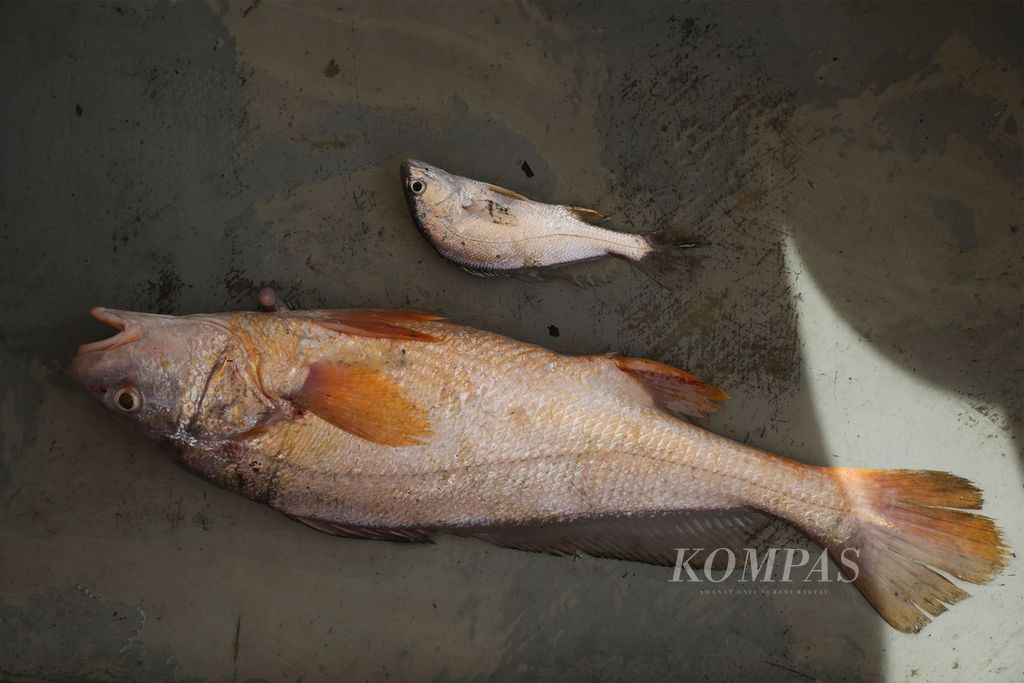 Large and small ganadi fish caught by fishermen in the waters of Arguni Bay, about 500 meters from Feternu Village, Upper Arguni Bay District, Kaimana Regency, West Papua, Wednesday (16/2/2021).