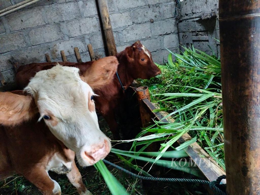 Seekor sapi ternak milik salah satu petani di Desa Podosoko, Kecamatan Sawangan, Kabupaten Magelang, Jawa Tengah, baru saja diberi pakan hijauan, Senin (27/6/2022).