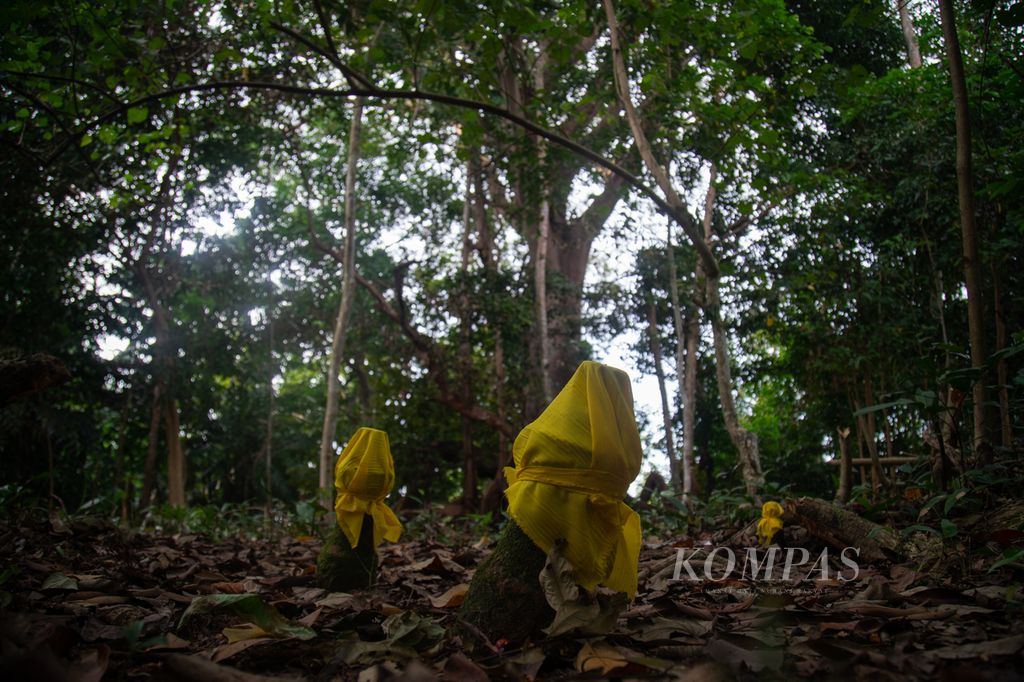 Kuburan tua di Kampung Pasir Panjang, Pulau Rempang, Kota Batam, Kepulauan Riau, Jumat (20/10/2023). Lokasi itu diyakini warga sebagai salah satu perkampungan tertua di Rempang.