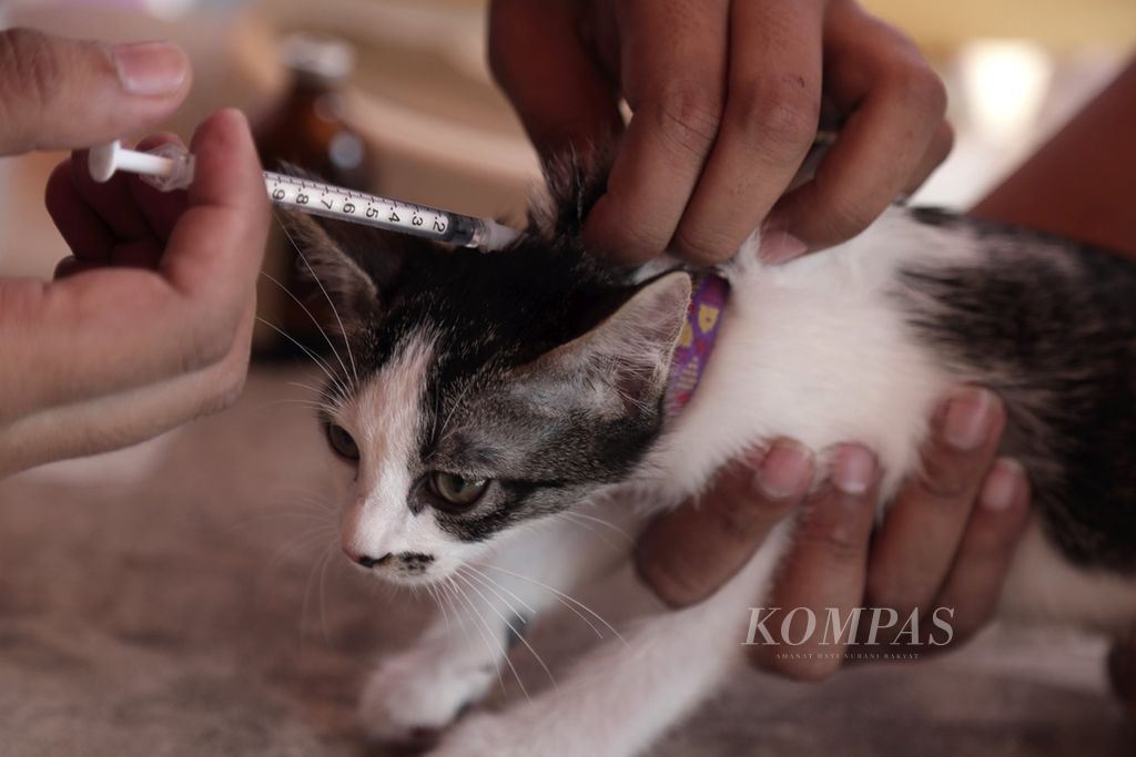Para petugas dari Pusat Kesehatan Hewan Dinas Ketahanan Pangan, Pertanian dan Perikanan Kota Tangerang Selatan melakukan vaksin rabies gratis kepada hewan peliharaan di Setu, Tangerang Selatan, Banten, Kamis (12/9/2019). Vaksinasi tersebut merupakan upaya untuk mengantisipasi penularan penyakit rabies. Vaksinasi yang digelar setiap tahun ini untuk mencegah penyebaran virus rabies yang ditularkan melalui gigitan hewan. Pemerintah mengharapkan tahun 2030 Indonesia dapat bebas dari rabies. 